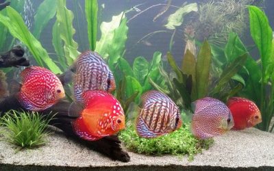 Perfect Aquarium For Your Home