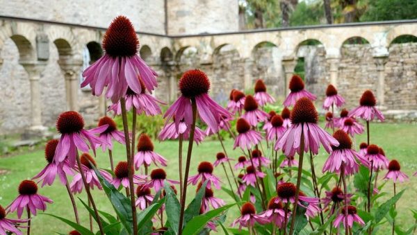 echinacea purpurea herb garden idea