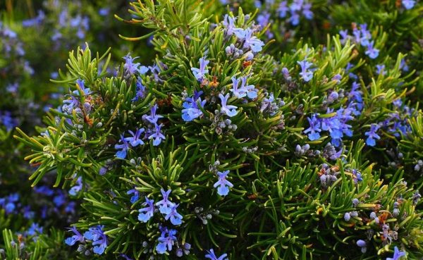 Rosemary: Medievalist wonder-herb was also frequently noted to cure all manner of illnesses