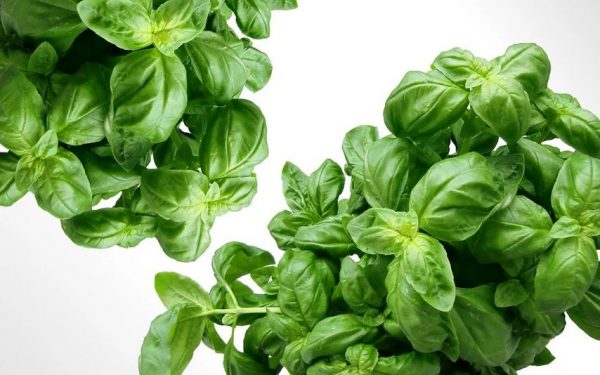 Basil leaves a wonderful accompaniment to tomato-based dishes