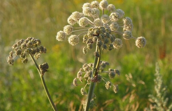 Angelica, aka, wild celery a healing plant