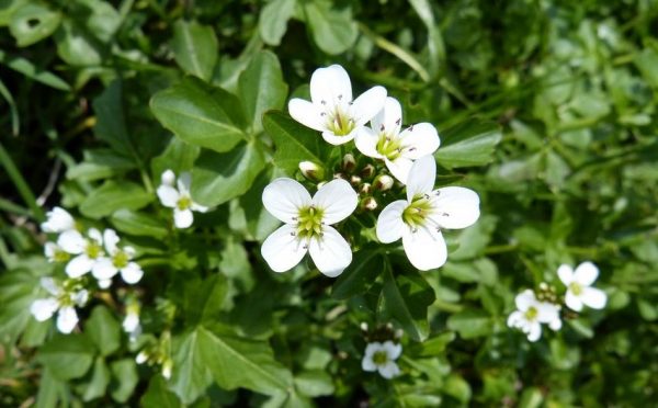 watercress a kitchen garden herb